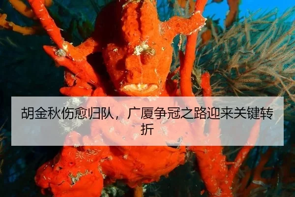 胡金秋伤愈归队，广厦争冠之路迎来关键转折